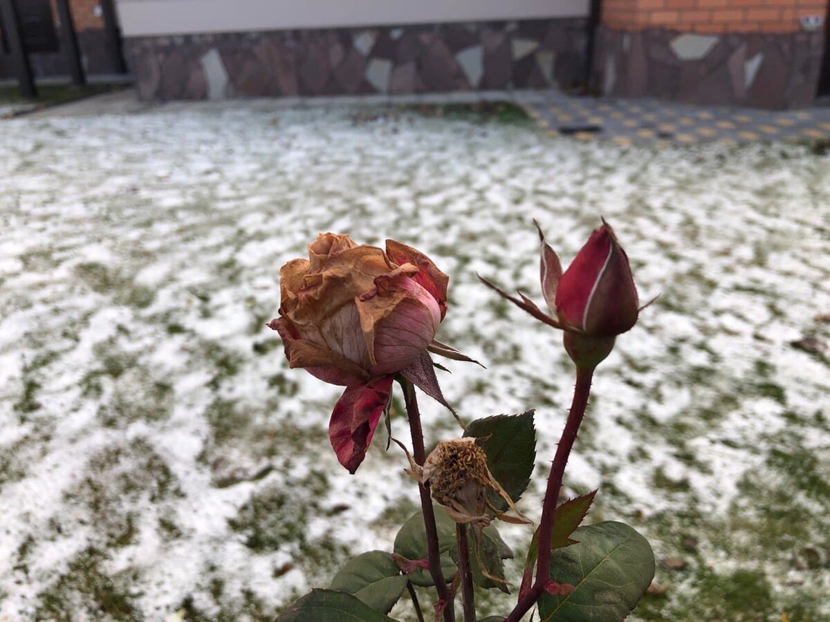 Пока я свои розы еще не укрывала