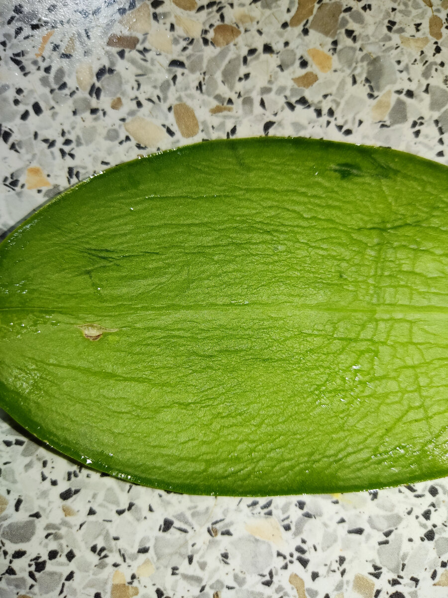 Обратная сторона листа даже более информативна.