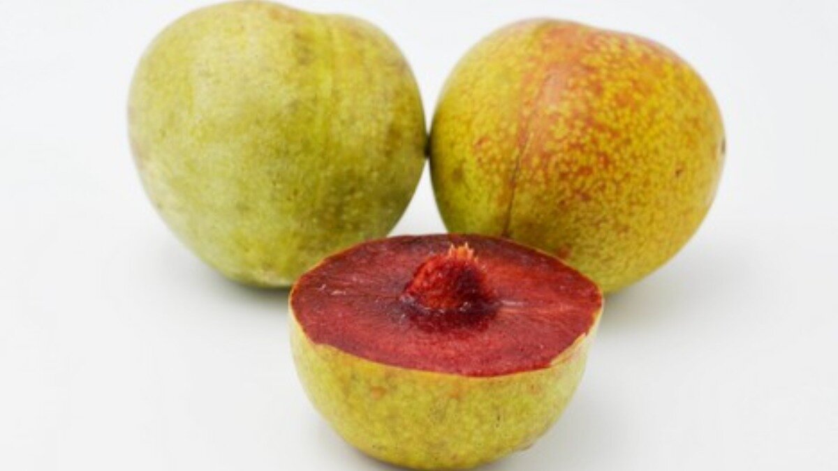 Фото:www.freshplaza.com Выпущена новая линейка гибридов сливы и абрикоса