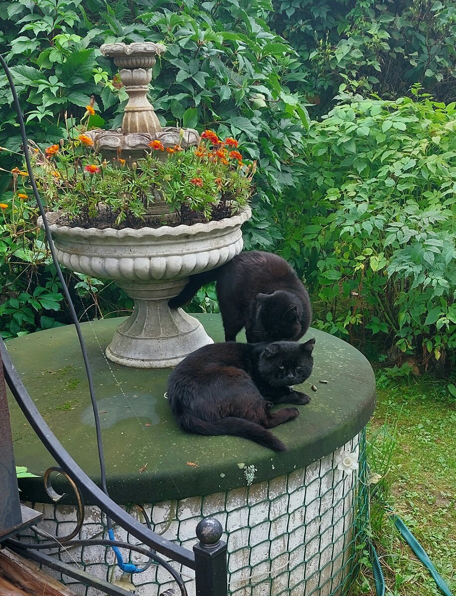 Смотрю на фото это и снова слезы... Черныши мои... Я не думала даже, что так будет больно...