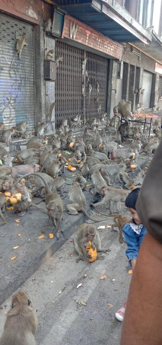 Все фото свежие, реальные, с того самого лопбури