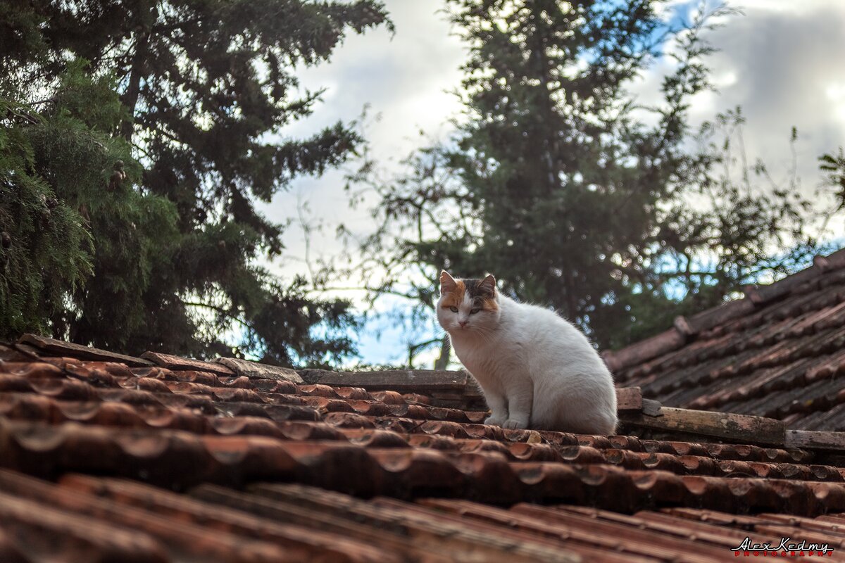 Фото Alex Kedmy ©