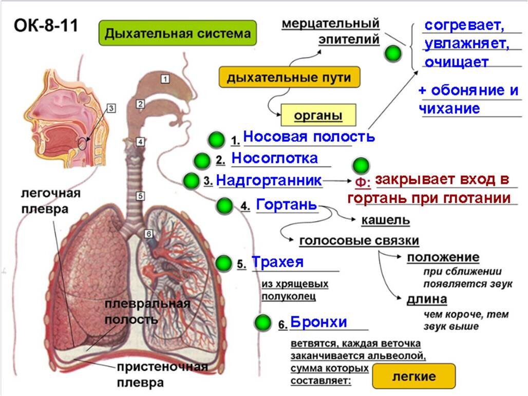 Как насытить комнату кислородом