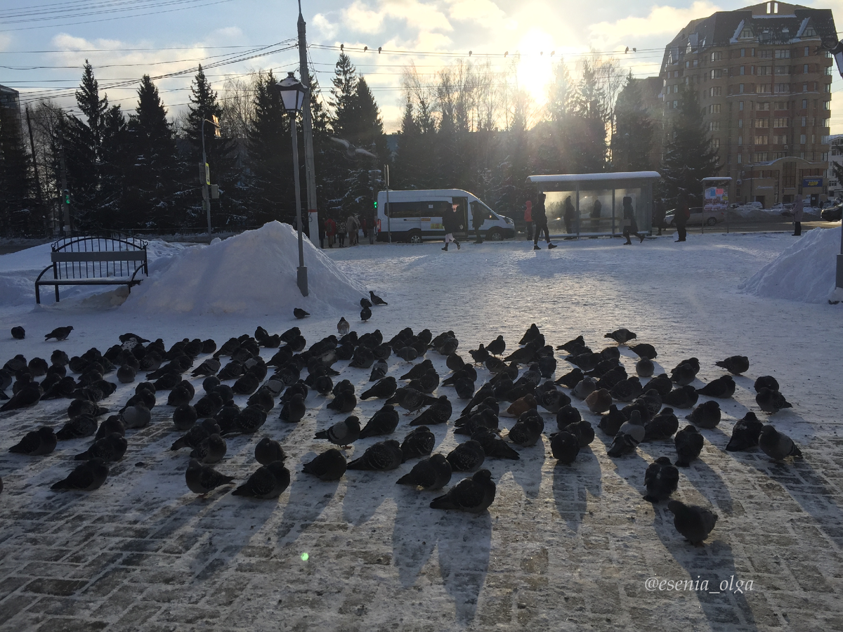 Голуби на остановке