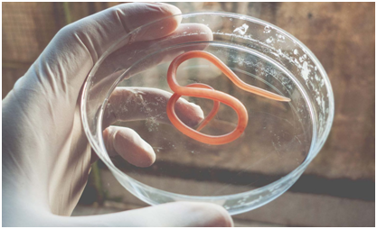 Акарида-взрослая особь