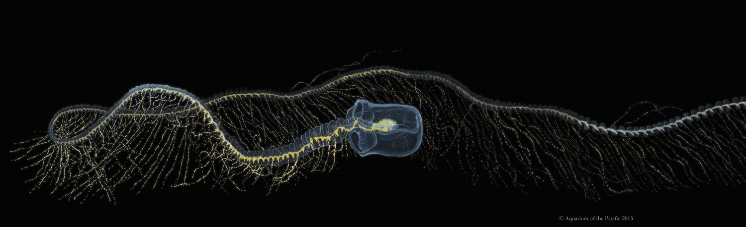 Животные без мозга. Сифонофора Apolemia. Гигантская сифонофора. Praya dubia. Giant Siphonophore.