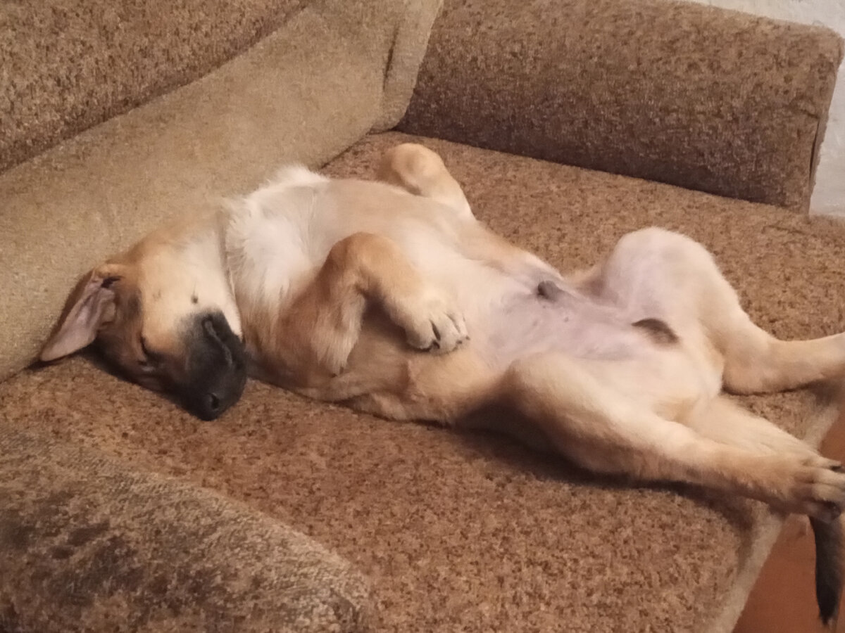 Мое любимое подворье. Мое любимое подворье. Мое любимое подворье. Мое любимое подворье. Йошкоры порода поросят.