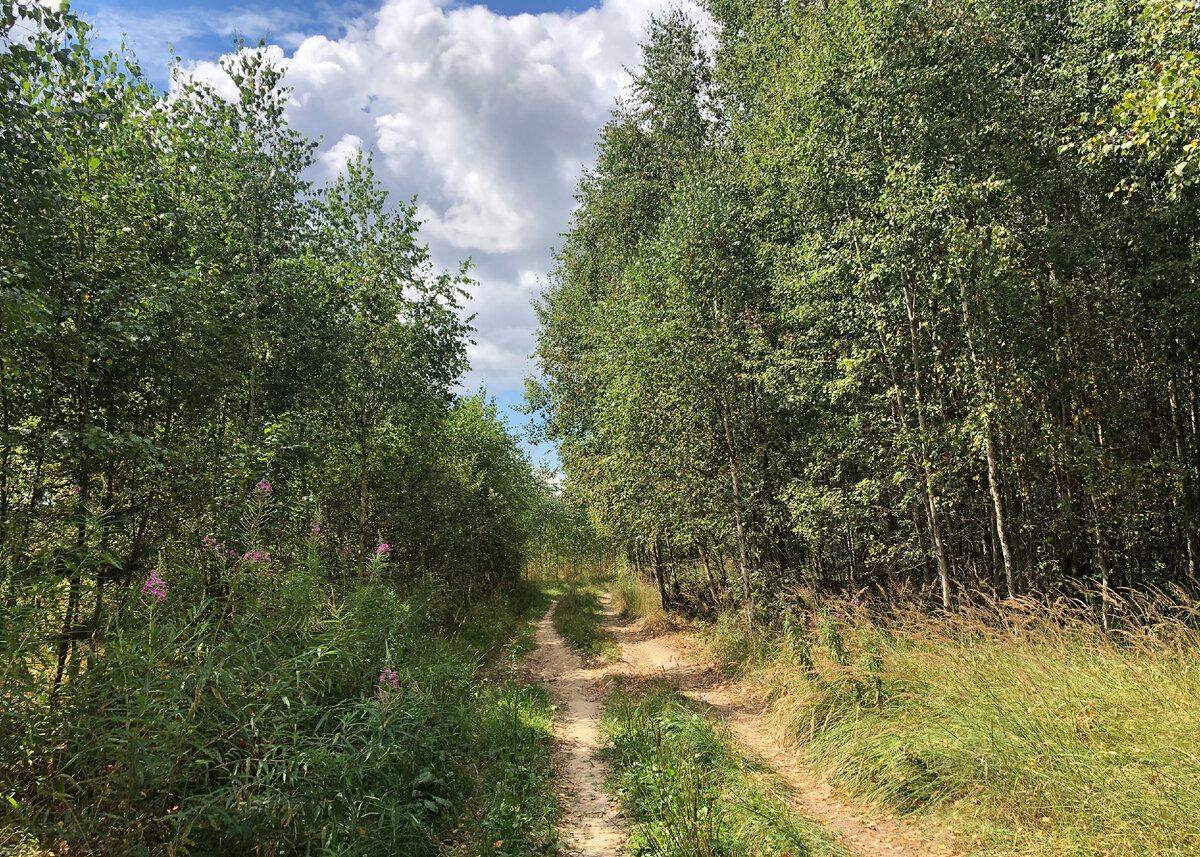 Дорога в перелесках