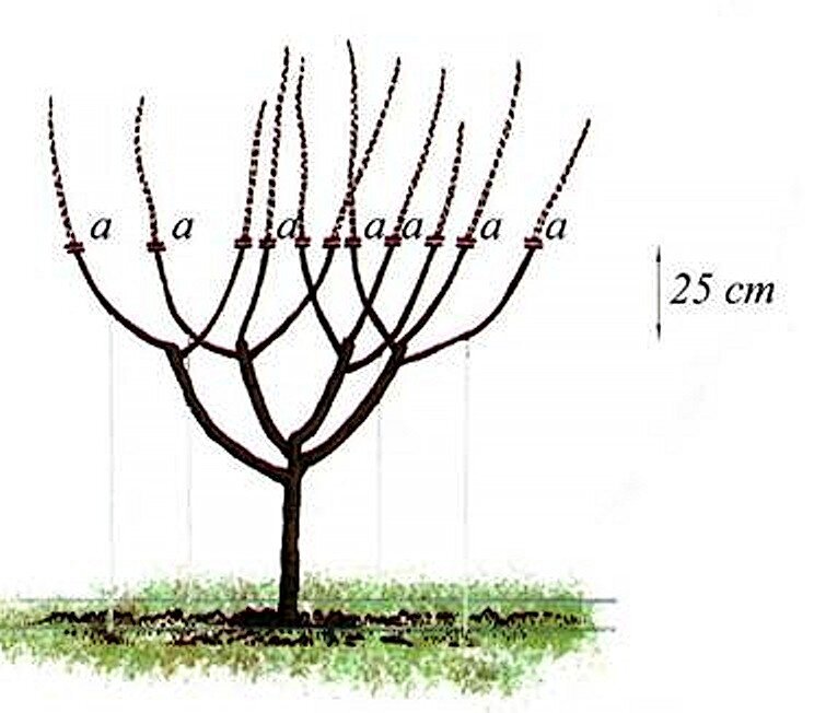Схема обрезки черешни