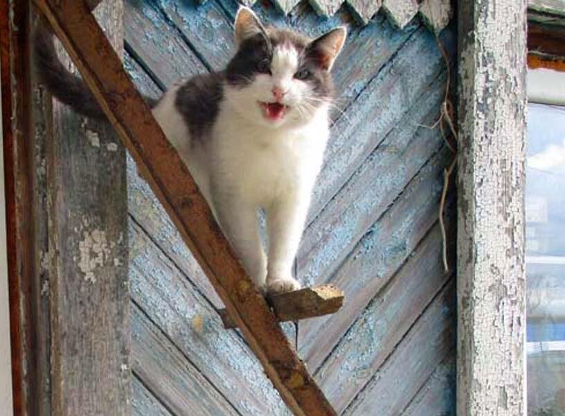 Главный бандит дома – Гопа. Прохвост, горлопан и душа компании.