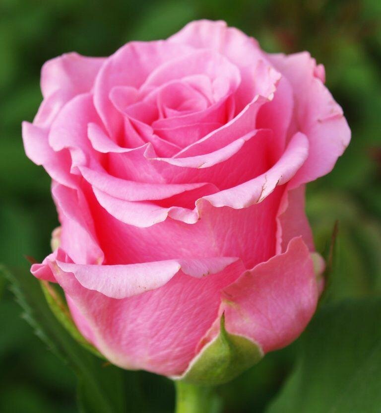 Роза фламинго фото и описание