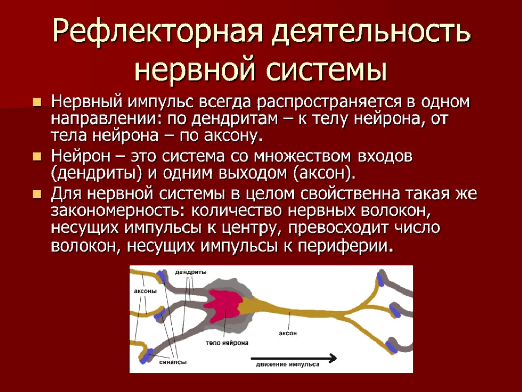 Синдром рефлекторной возбудимости. Рефлекторный характер деятельности нервной системы 8 класс. Рефлекторный характер деятельности ЦНС рефлекторная дуга. Рефлекторный механизм деятельности нервной системы. Рефлекторный принцип деятельности ЦНС.