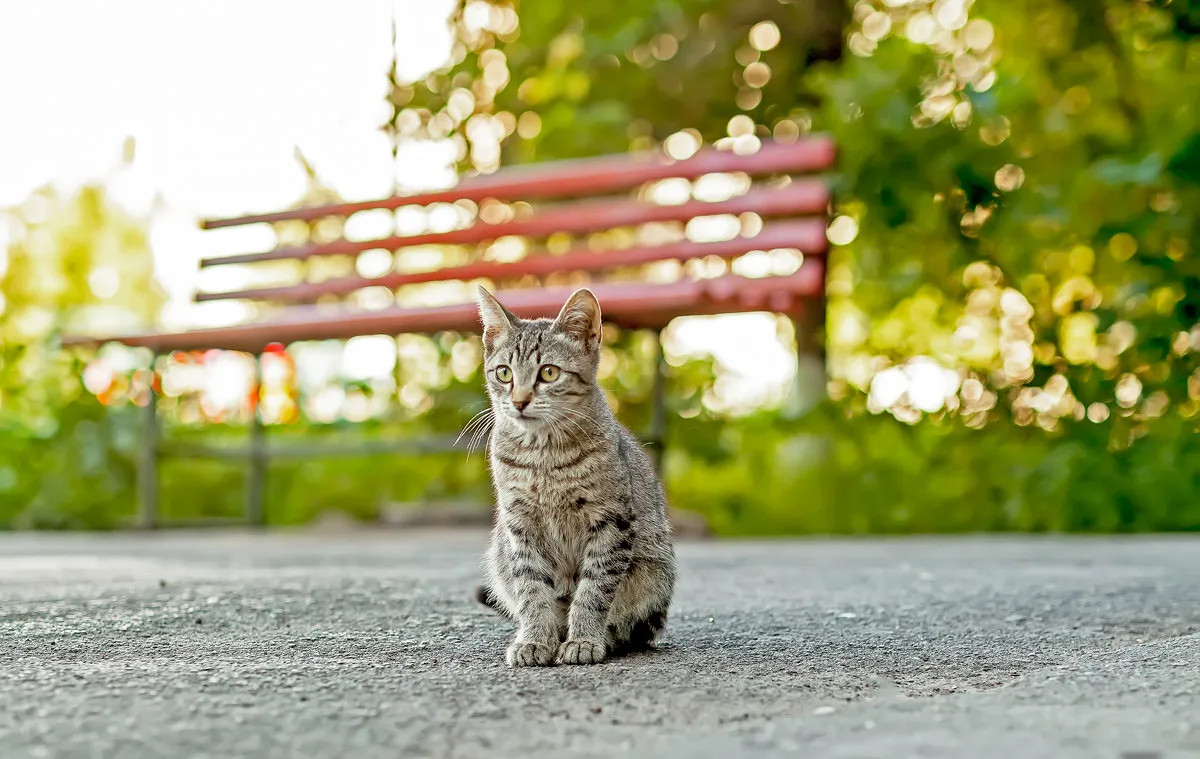 🐱Кошка потерялась: что делать и где искать | Нос, хвост, лапы | Дзен