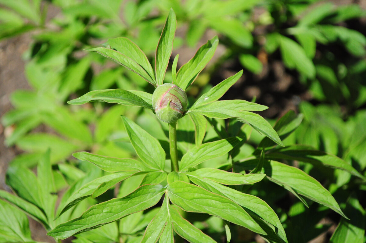 Пионам, которые себя плохо чувствуют, лучше удалять бутоны и не разрешать цветение в первый год