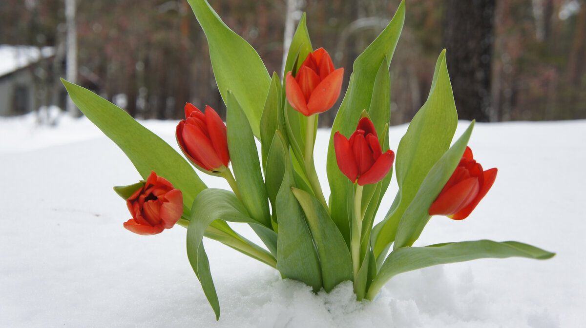 Цветы, которые так хочется дарить любимым. Фото автора.