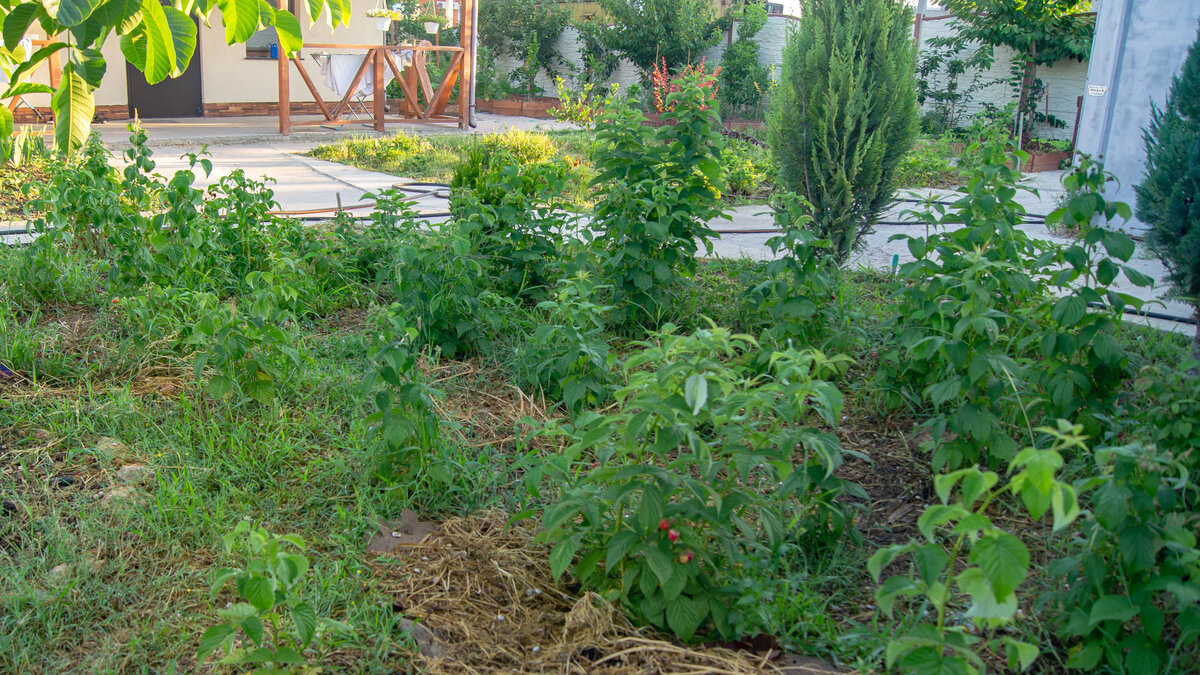 Кусты малины в нашем саду