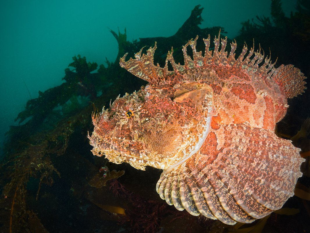 Да, я тоже крутая и опасная! 