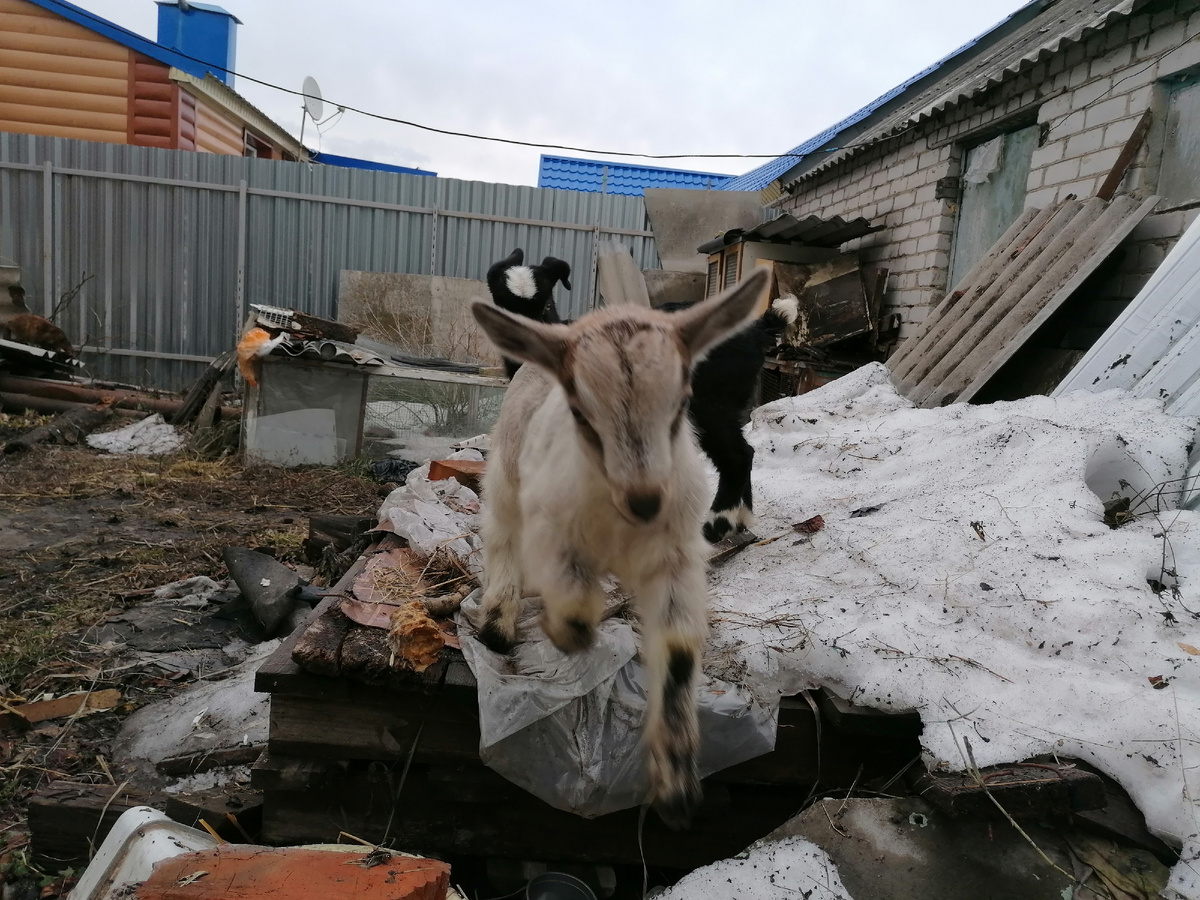 Зорька в полете