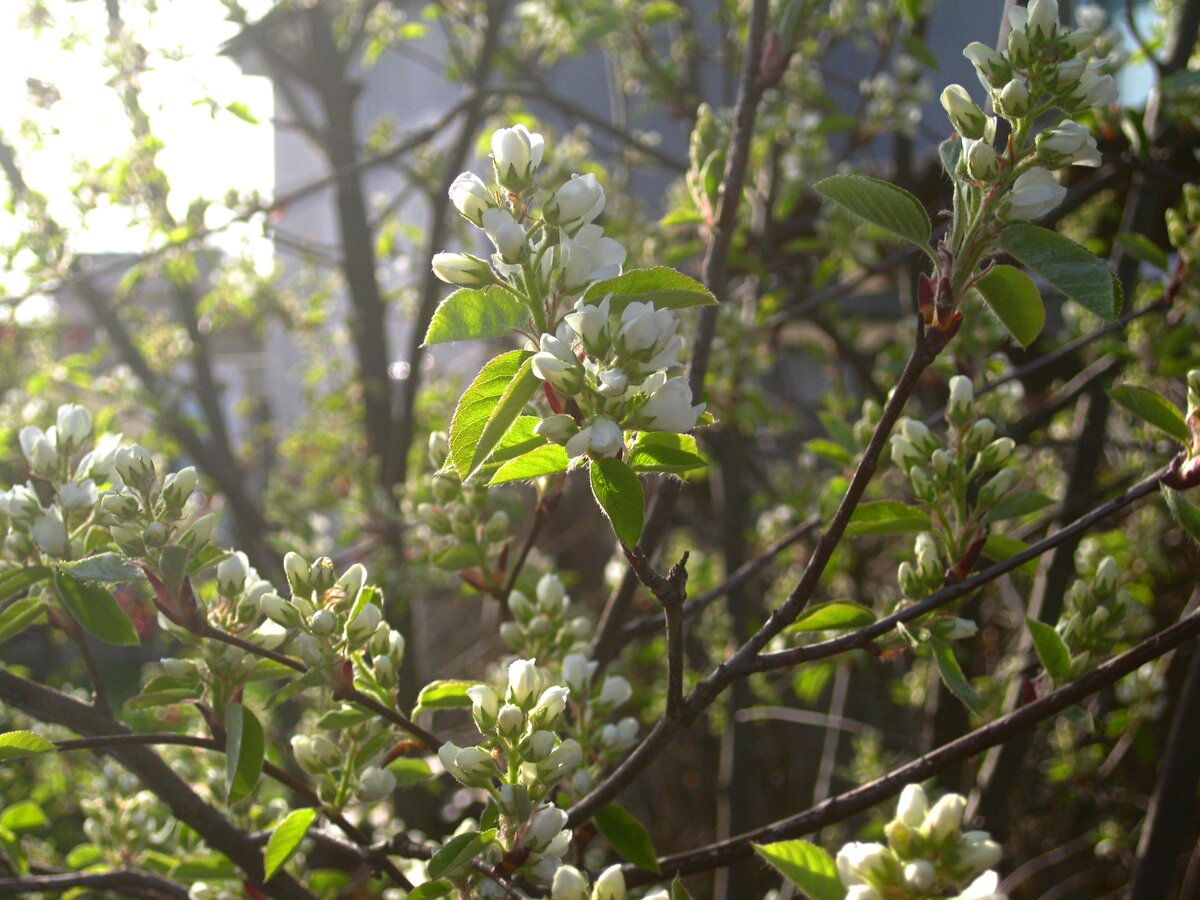 Цветение ирги