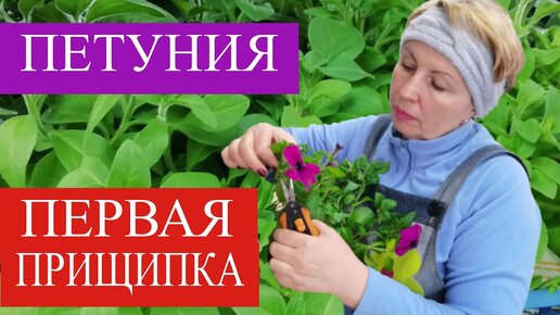 ПЕТУНИЯ первая прищипка. Тайдалы и тайфуны прищипывать или нет?