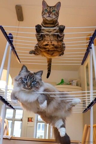 лучшие приколы, тест на психику, приколы, кошки