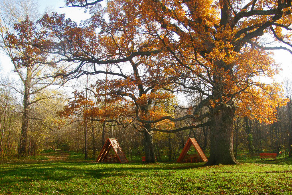 Панский дуб. Фото: Admisher / Wikipedia.org