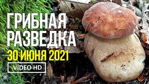 Грибная разведка 2024 год