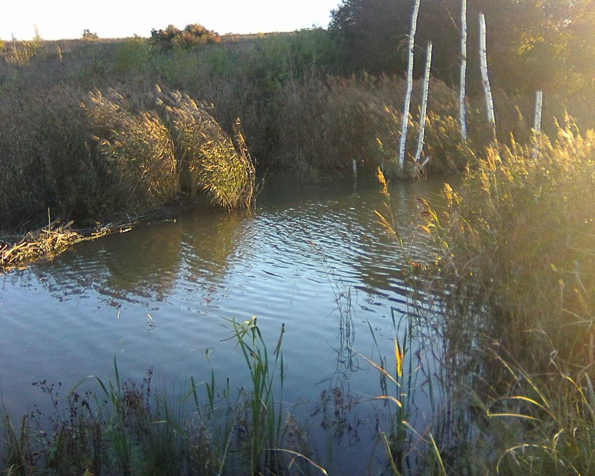 Фотографии природы моей малой родины. 