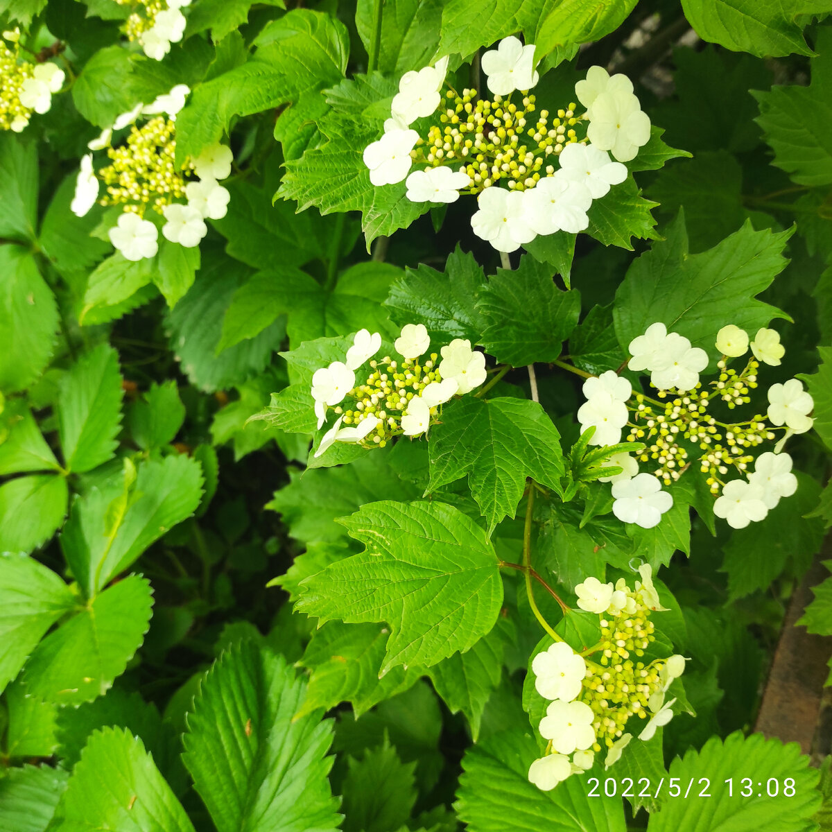 Калина обыкновенная