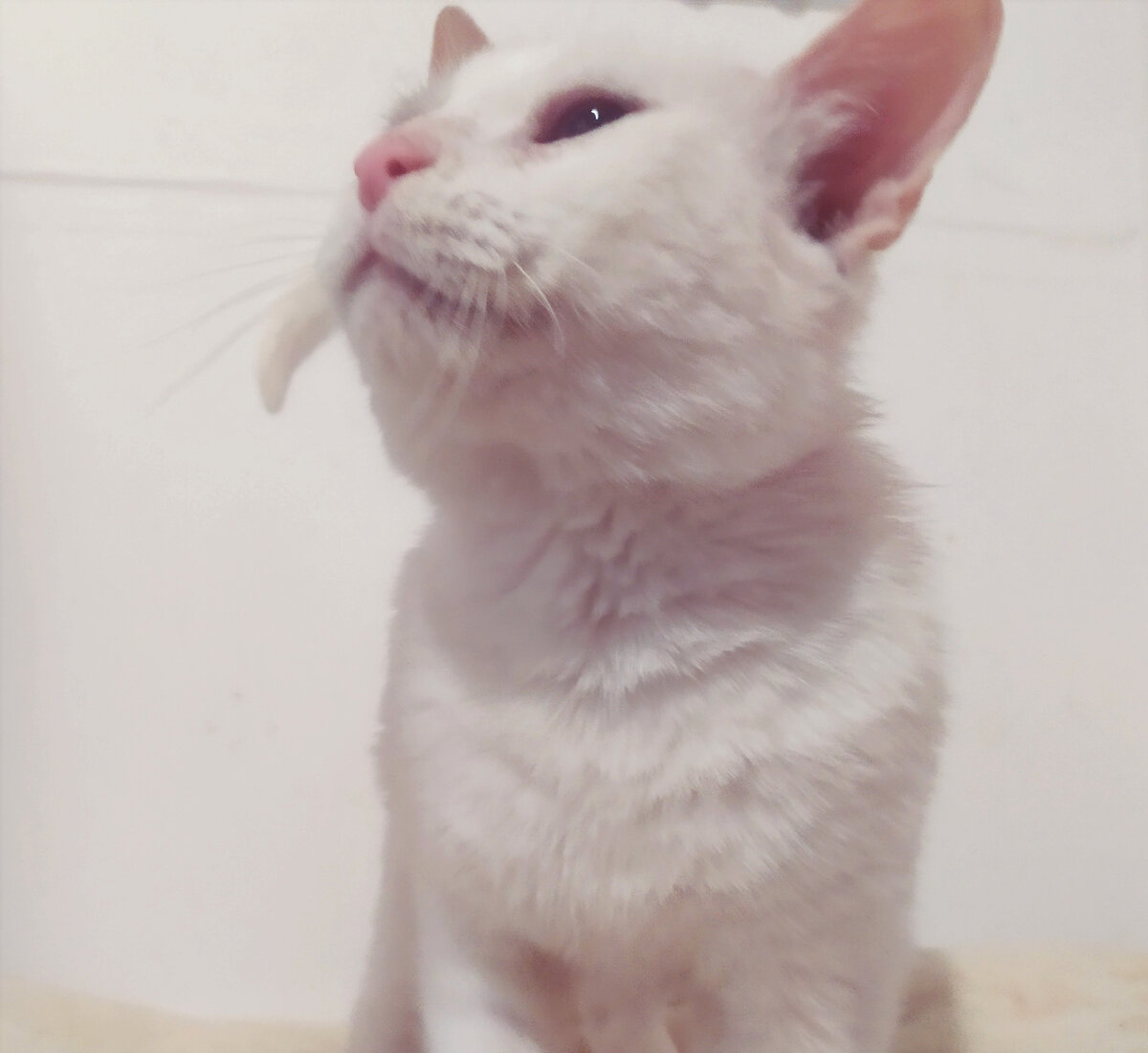 мой Зефирчик