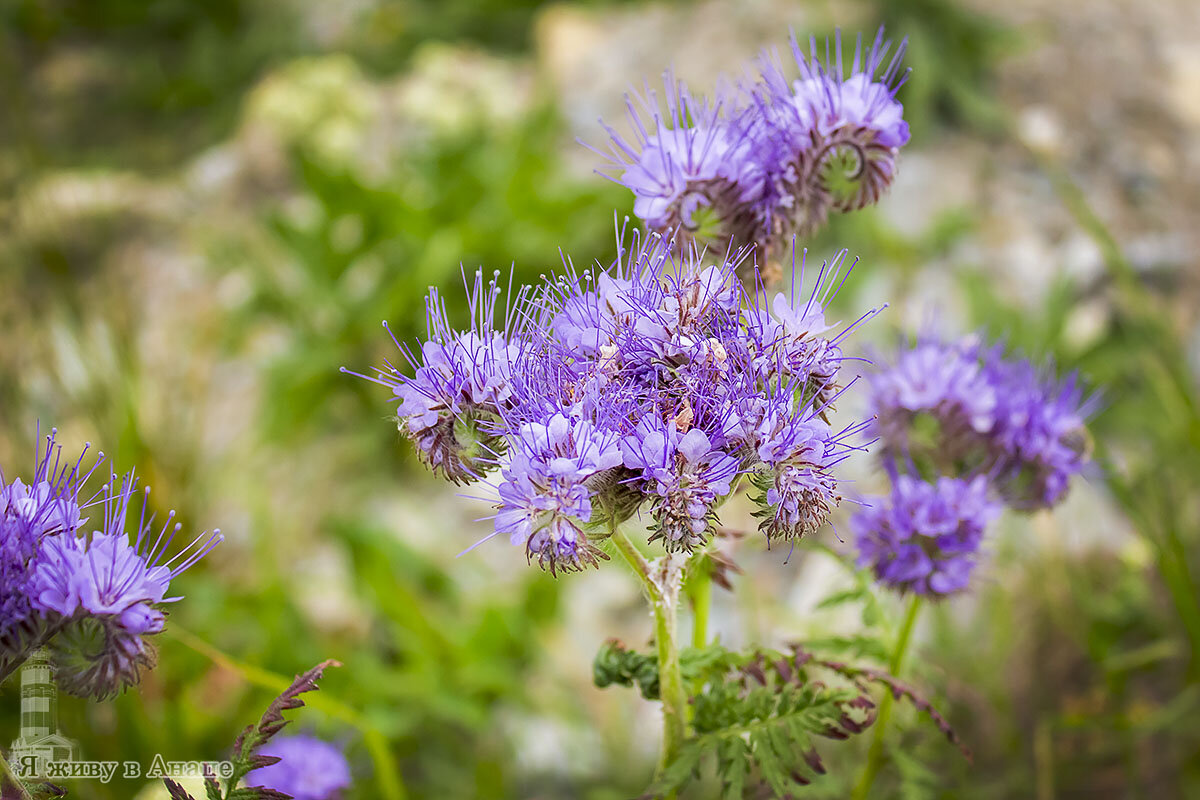 фацелия дикая