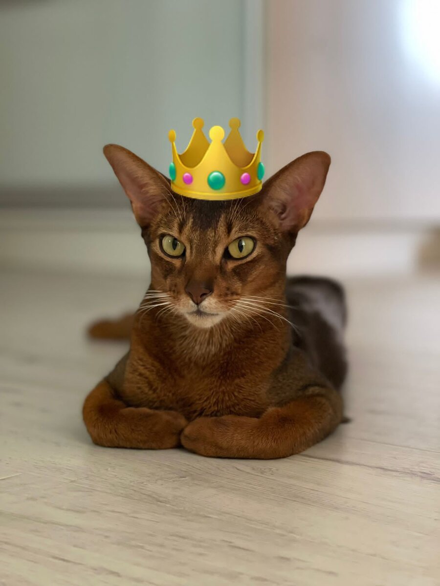 Кот по кличке " Ральф"