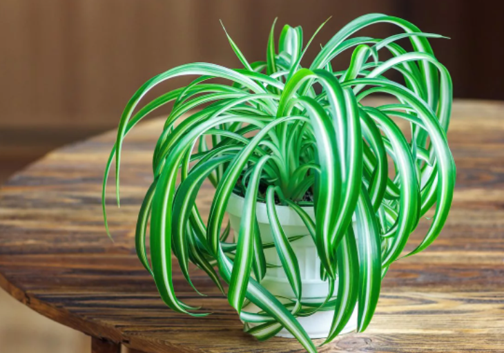 источник фото https://www.botanichka.ru/article/10-prichin-poselit-u-sebya-hlorofitum/