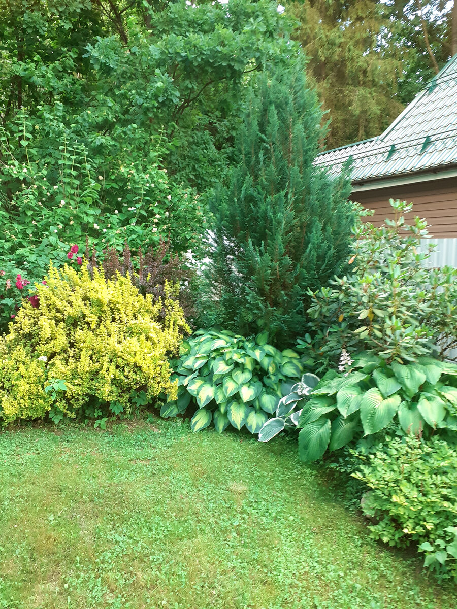 Барбарисы в моем саду