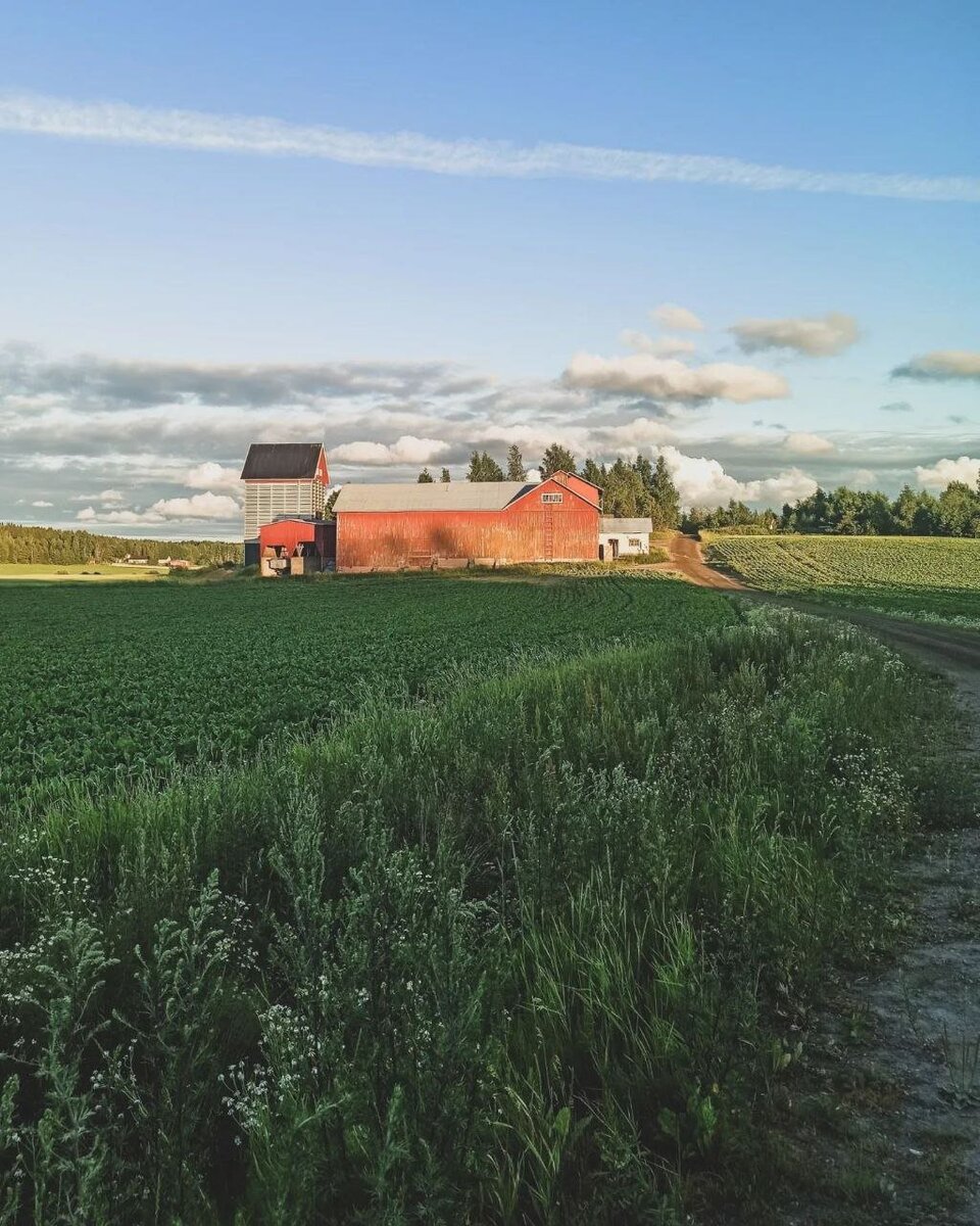 Финское клубничное «рабство»: как я решилась поехать на сбор клубники в ...