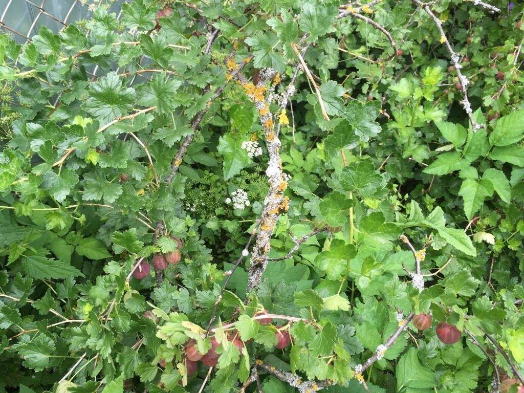 Способы предотвращения повторного появления лишайника на крыжовнике