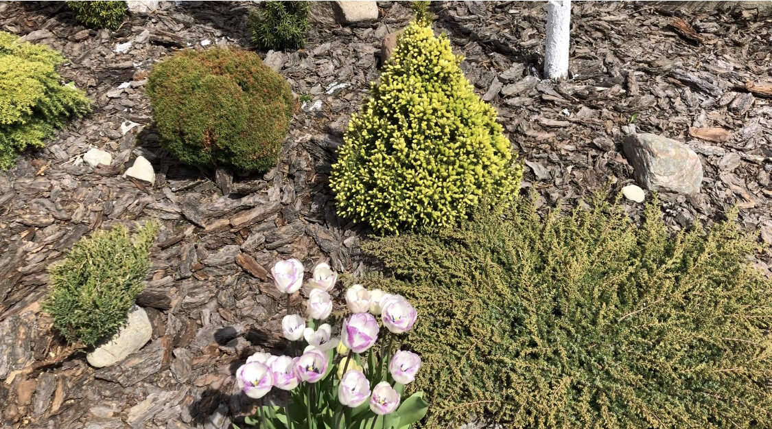 Ель канадская Дэйзи Уайт в мае 