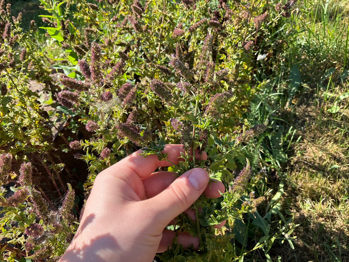 Мята перечная 