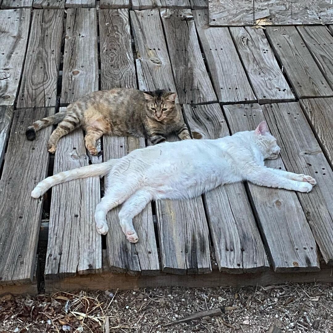   Poets Square Cats