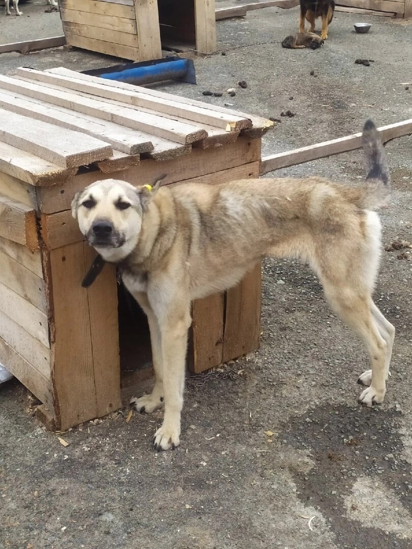 Узник отлова в Кошаево ИП Верзаков