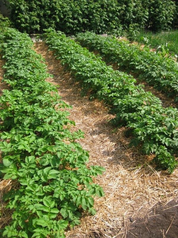 Только абсолютно здоровые растения поделятся отличным урожаем