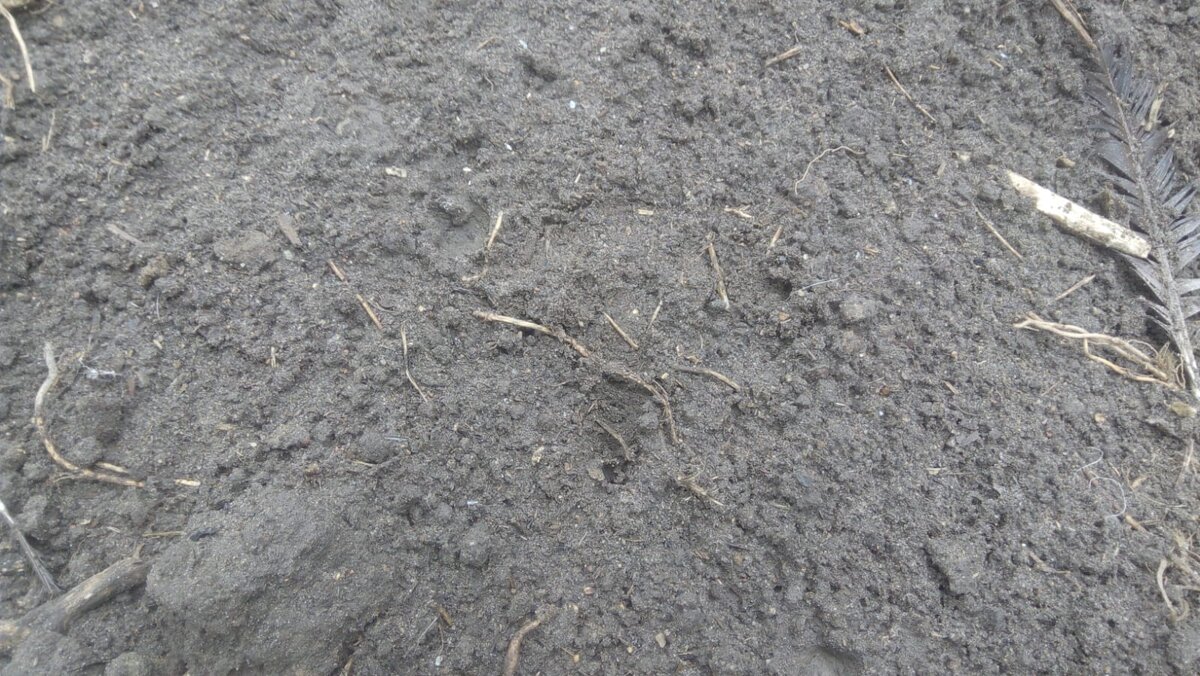 Песок через два года перекопки