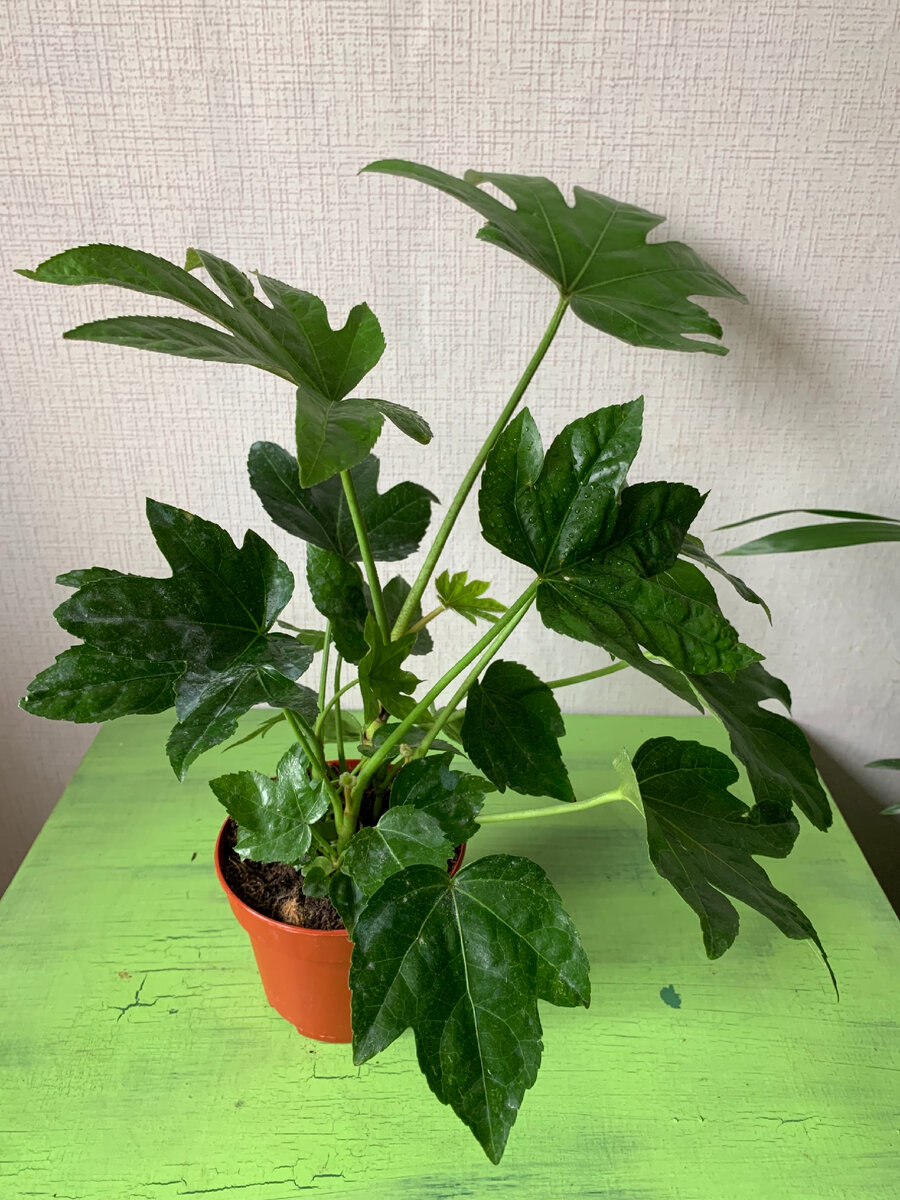 Фатсия в транспортировочном горшке и грунте, который очень быстро пересыхает. Фото автора.