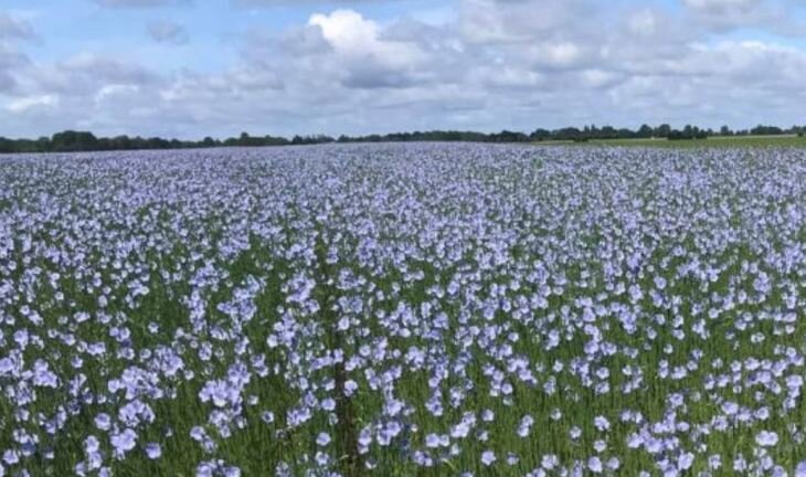    В Европе идет проект по цифровому льноводству