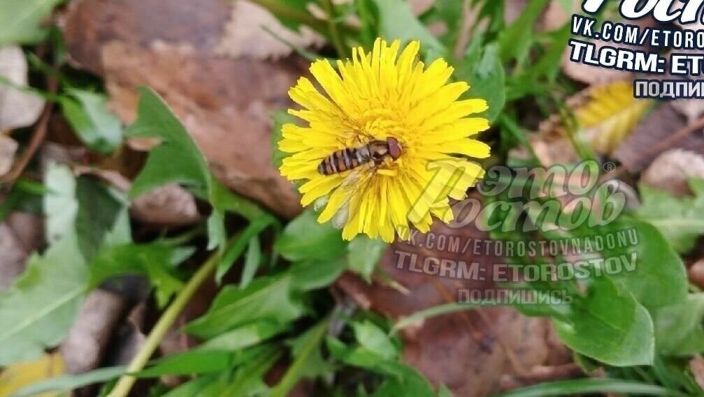     В Ростове-на-Дону из-за аномально теплой погоды начали цвести одуванчики, сообщили местные жители в соцсети «ВКонтакте».