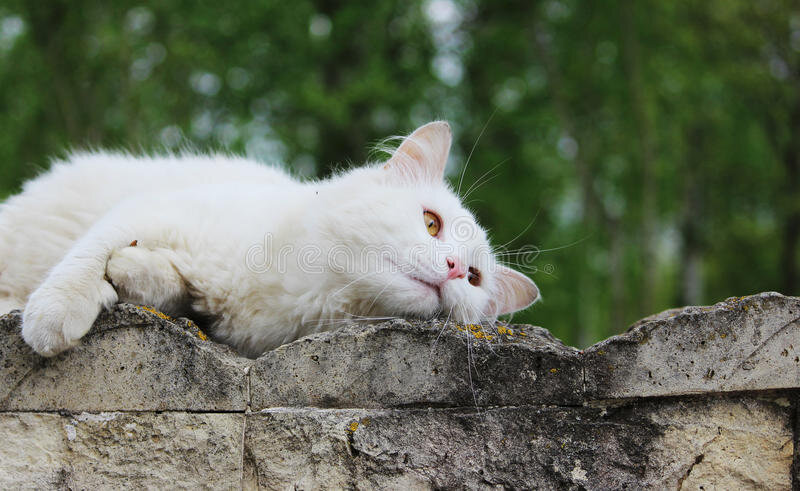 Фото из Яндекс.Картинки