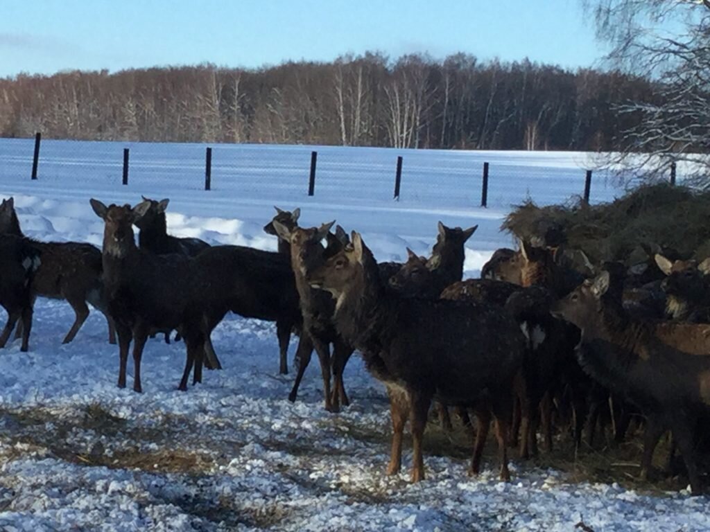 Трофейная охота на оленей