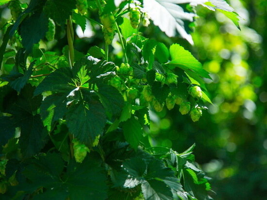     Фото: agro.cap.ru