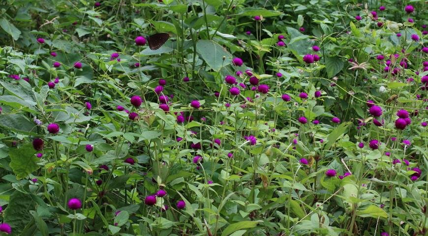 Гомфрена в цветнике