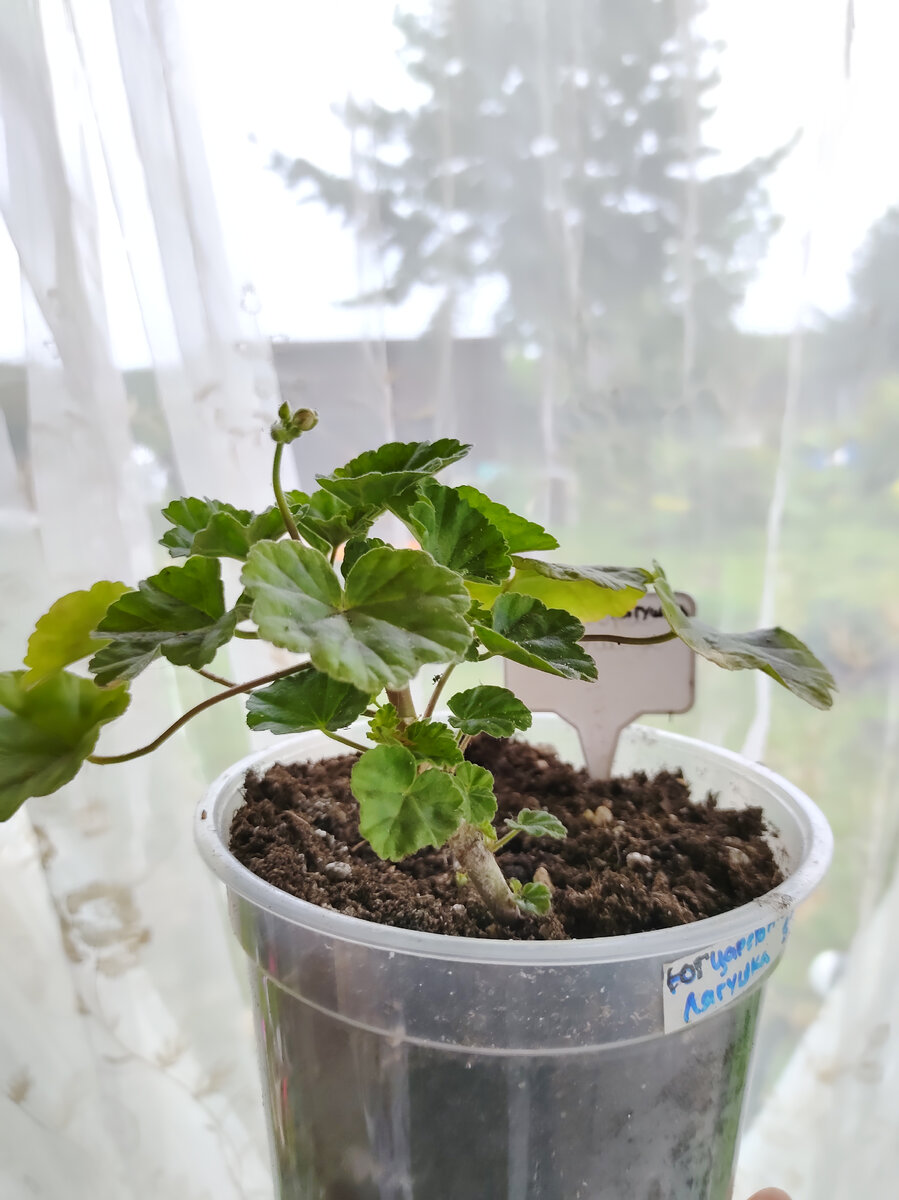 Пеларгония ЮГ Царевна Лягушка